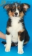 Australian Shepherd Negro Tricolor Macho #288M2221.jpg