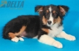 Australian Shepherd Negro Tricolor Macho #288M2222.jpg