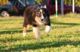 Australian Shepherd Negro Tricolor Macho #288M2223.jpg