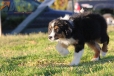 Australian Shepherd Negro Tricolor Macho #288M2224.jpg