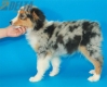 Australian Shepherd Azul Mirlo Tricolor Macho #288M3227.jpg