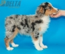 Australian Shepherd Azul Mirlo Tricolor Macho #288M3228.jpg