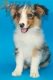 Australian Shepherd Azul Mirlo Tricolor Macho #288M3229.jpg