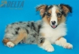 Australian Shepherd Azul Mirlo Tricolor Macho #288M3230.jpg