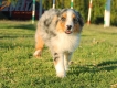Australian Shepherd Azul Mirlo Tricolor Macho #288M3231.jpg