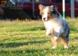 Australian Shepherd Azul Mirlo Tricolor Macho #288M3232.jpg