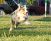 Australian Shepherd Azul Mirlo Tricolor Macho #288M3233.jpg
