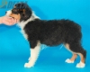 Australian Shepherd Negro Tricolor Macho #288M4235.jpg
