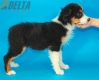Australian Shepherd Negro Tricolor Macho #288M4236.jpg