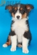 Australian Shepherd Negro Tricolor Macho #288M4237.jpg