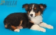 Australian Shepherd Negro Tricolor Macho #288M4238.jpg
