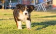 Australian Shepherd Negro Tricolor Macho #288M4239.jpg