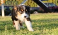 Australian Shepherd Negro Tricolor Macho #288M4240.jpg