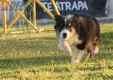 Australian Shepherd Negro Tricolor Macho #288M4241.jpg