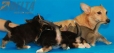 Camada Angelina Welsh Corgi Pembroke242.jpg