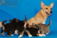 Camada Angelina Welsh Corgi Pembroke244.jpg