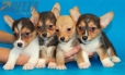 Camada Angelina Welsh Corgi Pembroke245.jpg