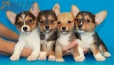 Camada Angelina Welsh Corgi Pembroke247.jpg
