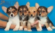 Camada Angelina Welsh Corgi Pembroke248.jpg