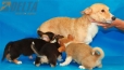 Camada Kiwi Welsh Corgi Pembroke249.jpg
