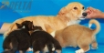 Camada Kiwi Welsh Corgi Pembroke250.jpg