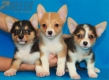 Camada Kiwi Welsh Corgi Pembroke251.jpg