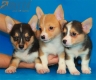 Camada Kiwi Welsh Corgi Pembroke252.jpg