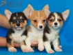 Camada Kiwi Welsh Corgi Pembroke254.jpg