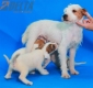 Camada Pixie Parson Jack Russell Terrier256.jpg