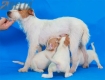Camada Pixie Parson Jack Russell Terrier257.jpg