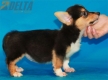 Welsh Corgi Pembroke Tricolor Hembra #320H1259.jpg