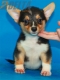 Welsh Corgi Pembroke Tricolor Hembra #320H1260.jpg