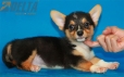 Welsh Corgi Pembroke Tricolor Hembra #320H1261.jpg
