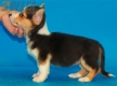 Welsh Corgi Pembroke Tricolor Hembra #320H2262.jpg