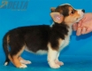 Welsh Corgi Pembroke Tricolor Hembra #320H2263.jpg