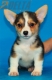 Welsh Corgi Pembroke Tricolor Hembra #320H2264.jpg
