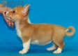 Welsh Corgi Pembroke Leonado Blnco Hembra #320H3266.jpg