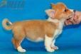 Welsh Corgi Pembroke Leonado Blnco Hembra #320H3267.jpg