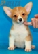 Welsh Corgi Pembroke Leonado Blnco Hembra #320H3268.jpg
