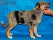 Australian Shepherd Azul Mirlo Bicolor #350H1286.jpg