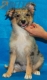 Australian Shepherd Azul Mirlo Bicolor #350H1287.jpg