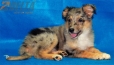Australian Shepherd Azul Mirlo Bicolor #350H1288.jpg
