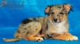 Australian Shepherd Azul Mirlo Bicolor #350H1289.jpg