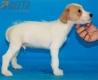 Parson Jack Russell Terrier Macho Bicolor #324M2274.jpg