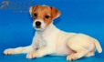 Parson Jack Russell Terrier Macho Bicolor #324M4284.jpg