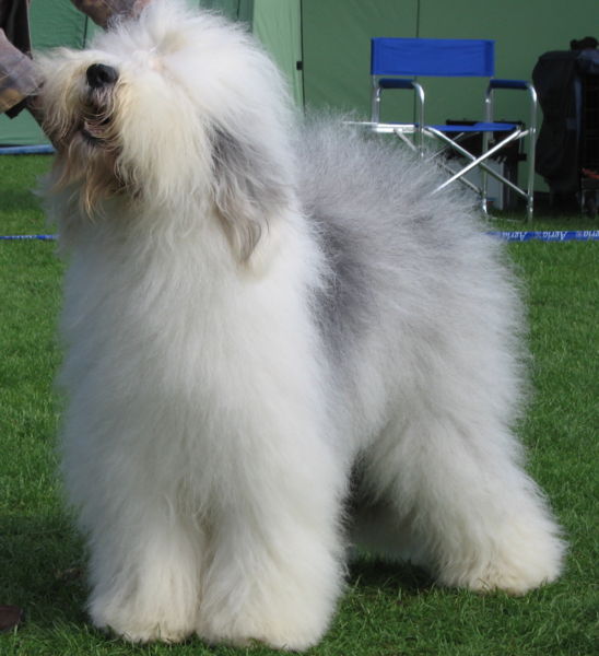 Perros Pastor Ovejero Inglés